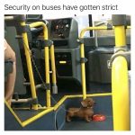 Dachshund leashed like a security guard inside a bus