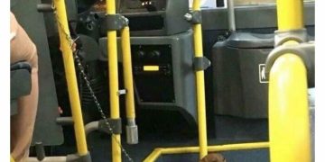 Dachshund leashed like a security guard inside a bus