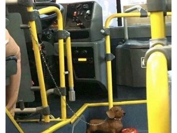 Dachshund leashed like a security guard inside a bus