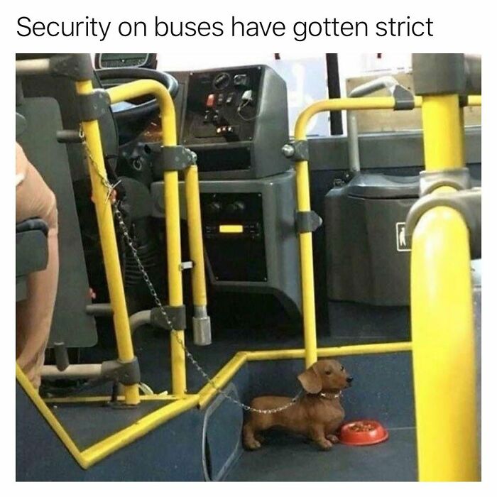 Dachshund leashed like a security guard inside a bus