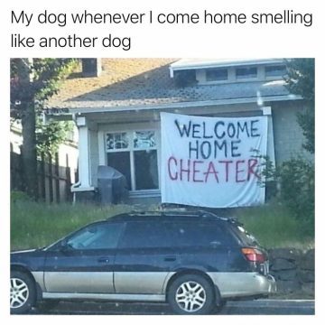 Dog jealousy meme with "Welcome Home Cheater" sign on house.
