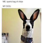 Dog with alert ears staring at a chip bag opening.