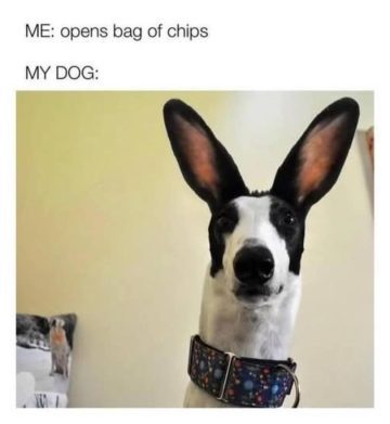 Dog with alert ears staring at a chip bag opening.