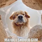 Golden retriever pondering gym versus snack from inside a container.