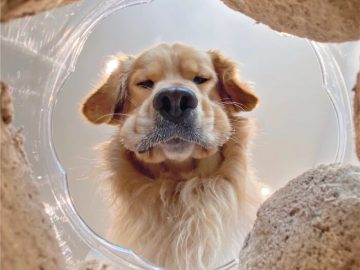 Golden retriever pondering gym versus snack from inside a container.
