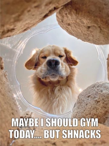 Golden retriever pondering gym versus snack from inside a container.