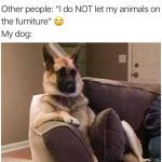 German Shepherd lounging comfortably on a couch like a human.