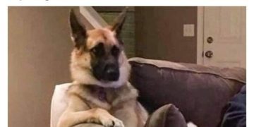 German Shepherd lounging comfortably on a couch like a human.