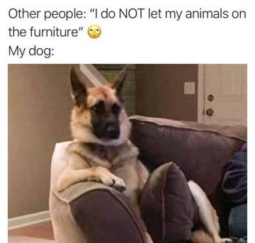 German Shepherd lounging comfortably on a couch like a human.