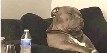 Dog looking thoughtful on a couch with drinks on the table.