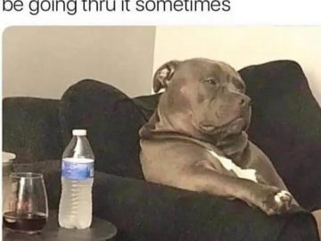 Dog looking thoughtful on a couch with drinks on the table.