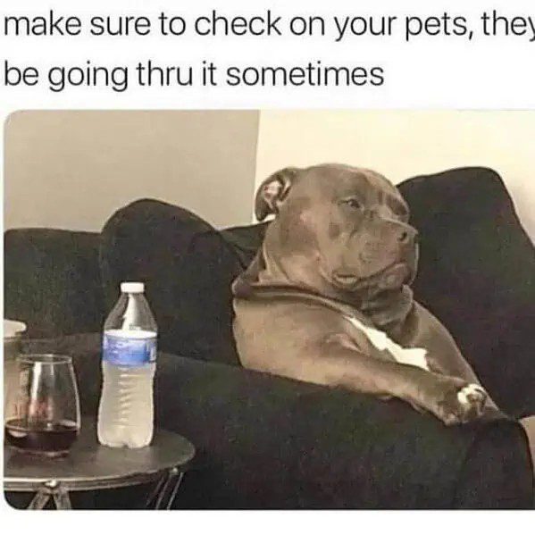 Dog looking thoughtful on a couch with drinks on the table.