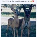 Dog and deer standing together like best friends