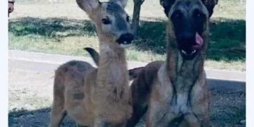 Dog and deer standing together like best friends