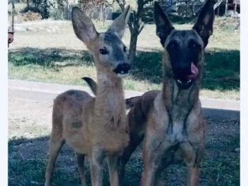 Dog and deer standing together like best friends