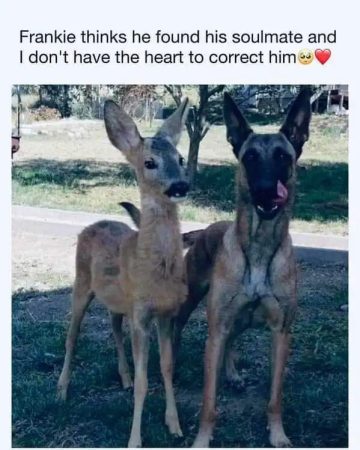 Dog and deer standing together like best friends