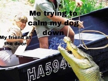 Person trying to calm a dog acting wild like a crocodile.