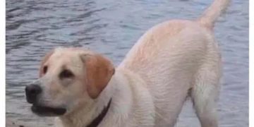Dog playfully evading capture near the water's edge