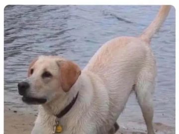 Dog playfully evading capture near the water's edge