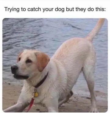 Dog playfully evading capture near the water's edge