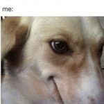 Dog giving a sneaky side-eye in response to food offer.