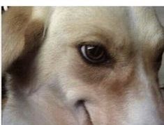 Dog giving a sneaky side-eye in response to food offer.