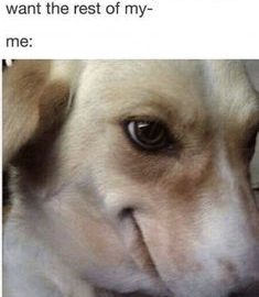 Dog giving a sneaky side-eye in response to food offer.