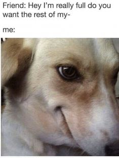 Dog giving a sneaky side-eye in response to food offer.