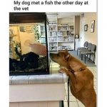 Dog and fish meet at vet's office, sharing a cute, curious moment.