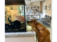 Dog and fish meet at vet's office, sharing a cute, curious moment.