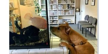 Dog and fish meet at vet's office, sharing a cute, curious moment.