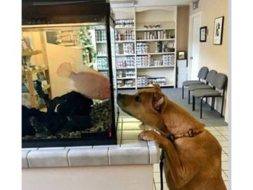 Dog and fish meet at vet's office, sharing a cute, curious moment.