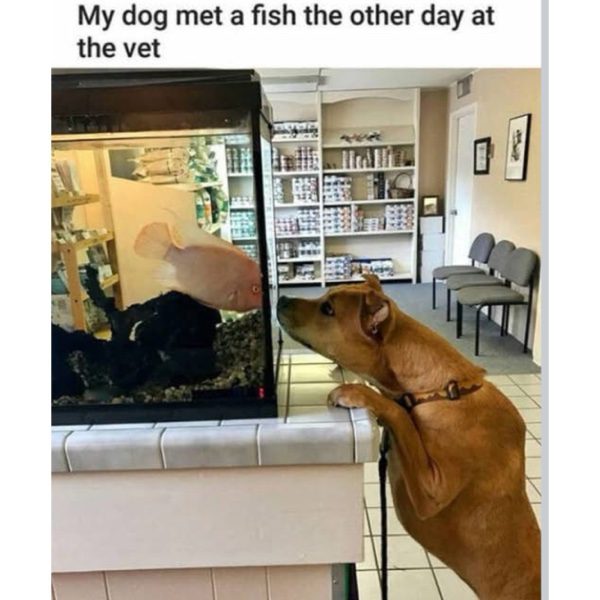 Dog and fish meet at vet's office, sharing a cute, curious moment.