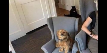 Happy dog sitting in its own matching cozy chair next to owner.