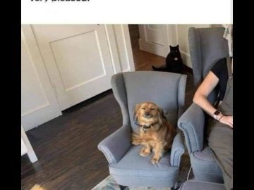 Happy dog sitting in its own matching cozy chair next to owner.