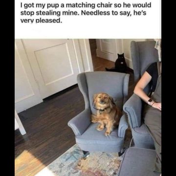 Happy dog sitting in its own matching cozy chair next to owner.