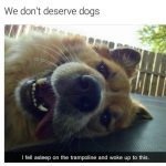 Happy dog smiling on a trampoline with caption "We don't deserve dogs."