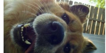Happy dog smiling on a trampoline with caption "We don't deserve dogs."