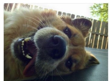 Happy dog smiling on a trampoline with caption "We don't deserve dogs."