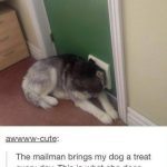 Dog eagerly waiting for the mailman by door vent.