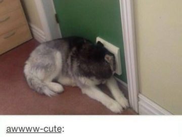 Dog eagerly waiting for the mailman by door vent.