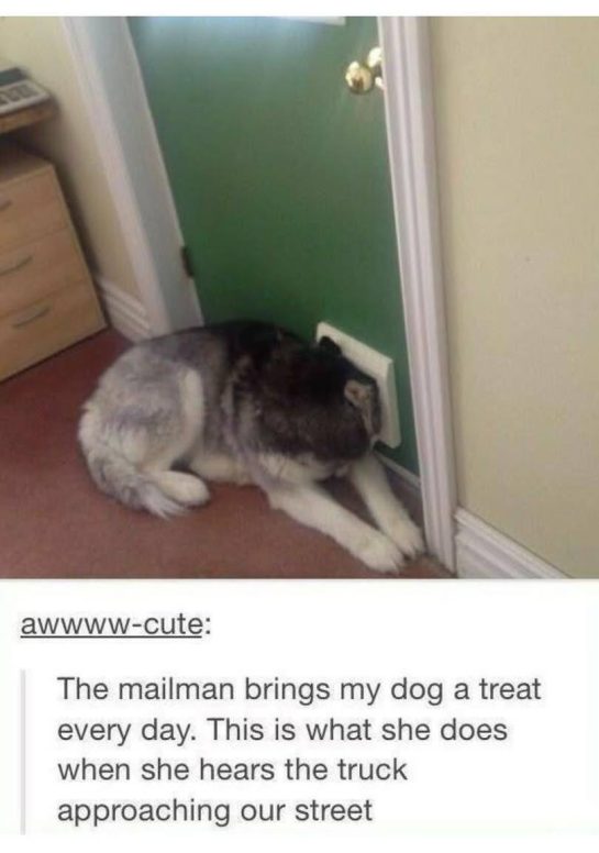 Dog eagerly waiting for the mailman by door vent.