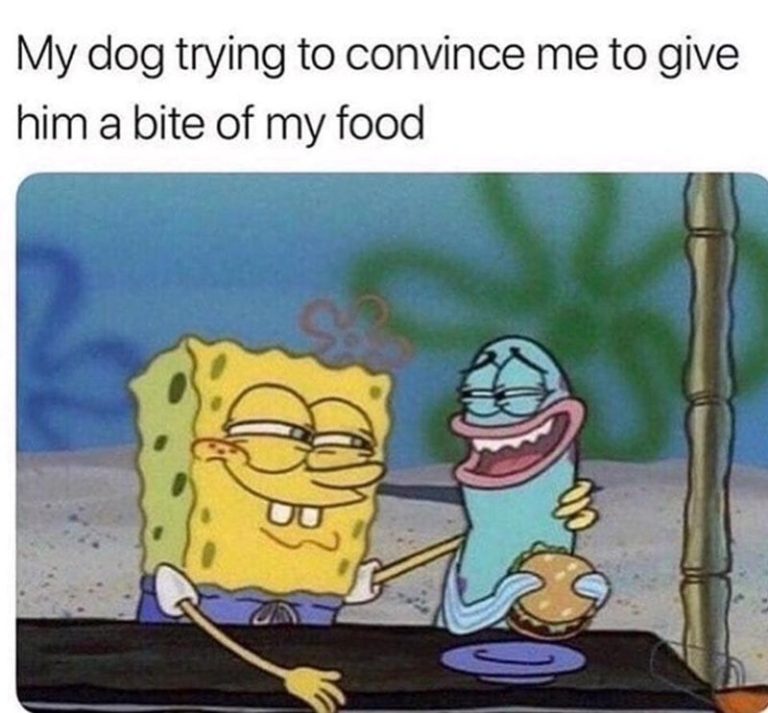 Spongebob with sly smile as dog begs for food caption
