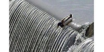 Duck sliding off waterfall with exam fail meme text