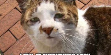 Sad cat meme expressing failure in a humorous way.