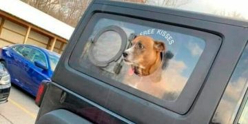 Adorable dog with head out jeep window offering free kisses