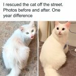 Street-rescued cat's amazing transformation after one year.