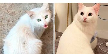 Street-rescued cat's amazing transformation after one year.