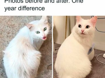 Street-rescued cat's amazing transformation after one year.