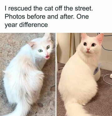 Street-rescued cat's amazing transformation after one year.